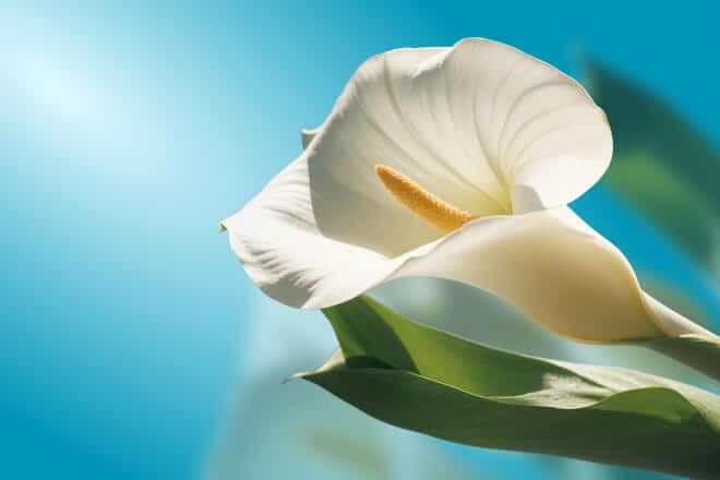 Сужение влагалища инъекционное (интимный филлинг)