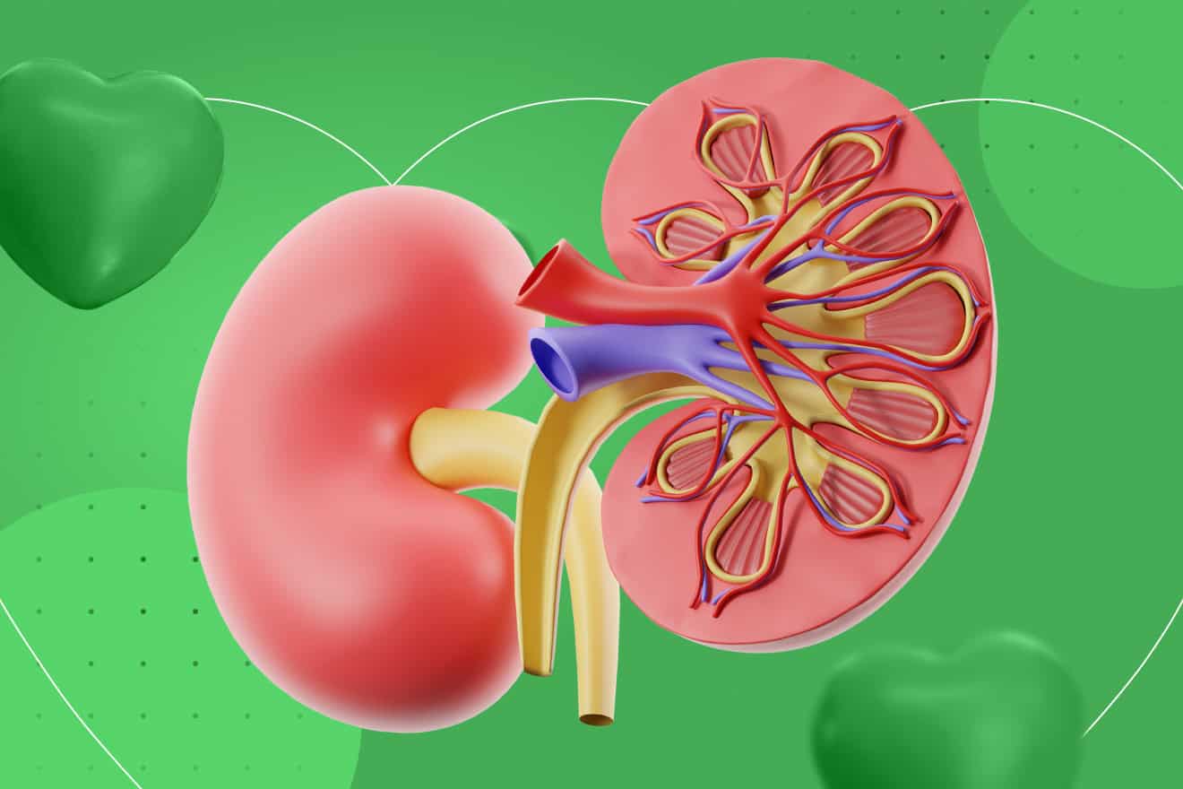 Обследование почек